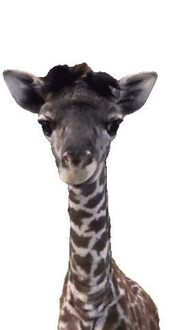 배경이 제거되었습니다. GIF